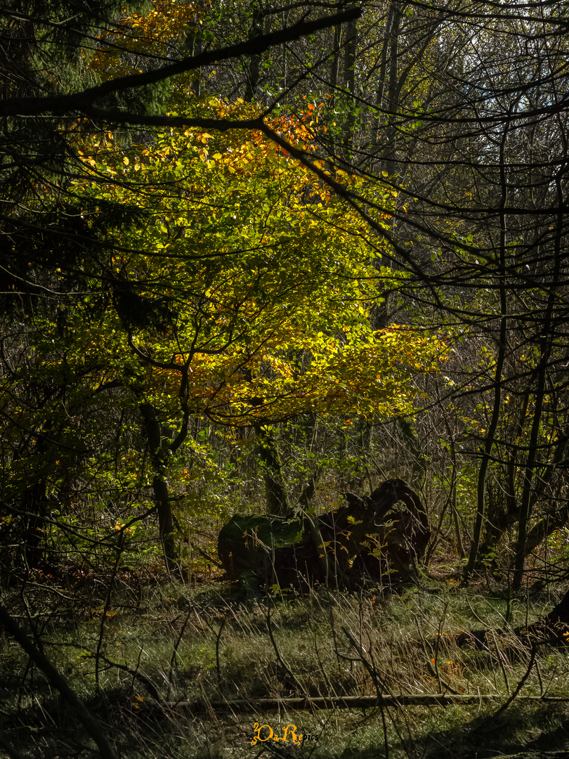 Herbstmoor