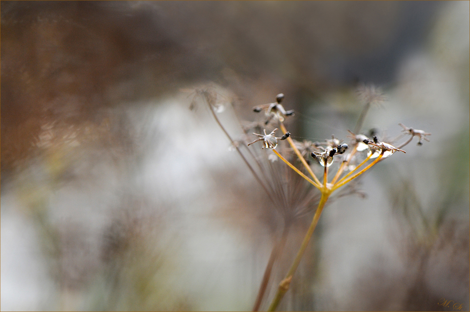 Herbstmorgen