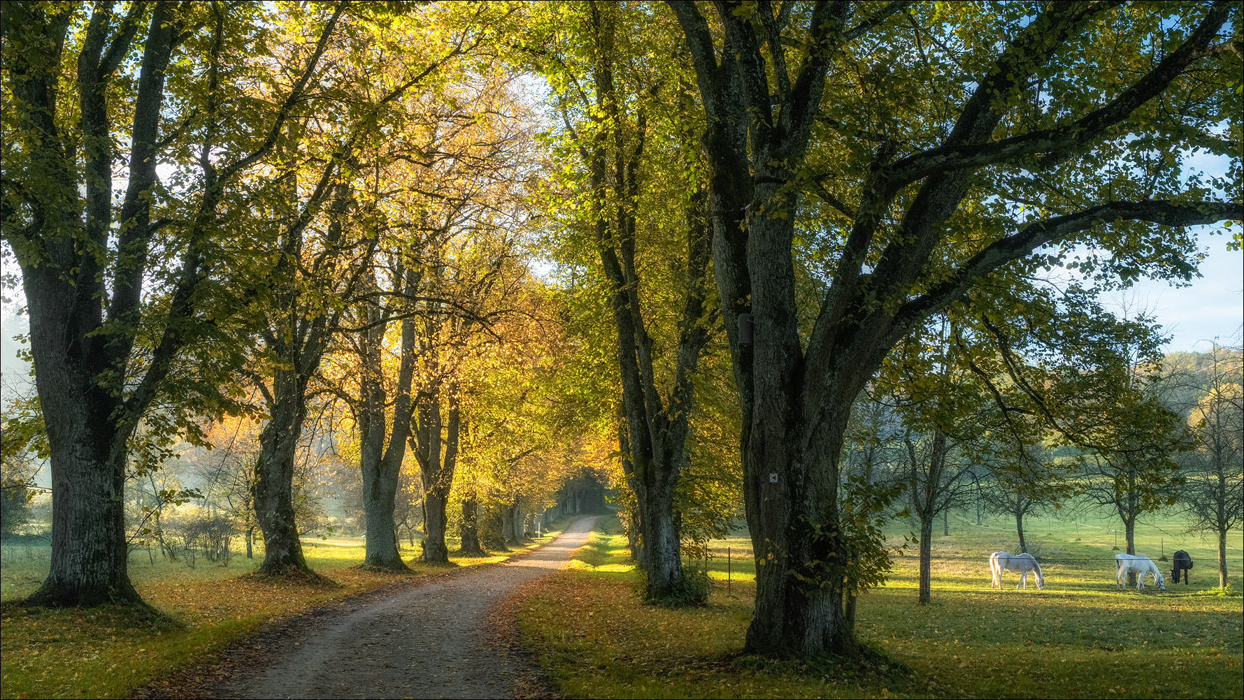 Herbstmorgen