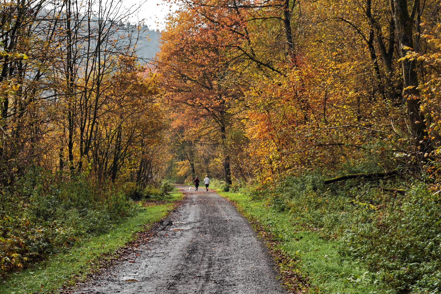 Herbstmorgen