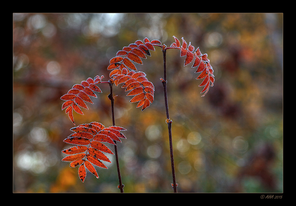 Herbstmorgen - 10