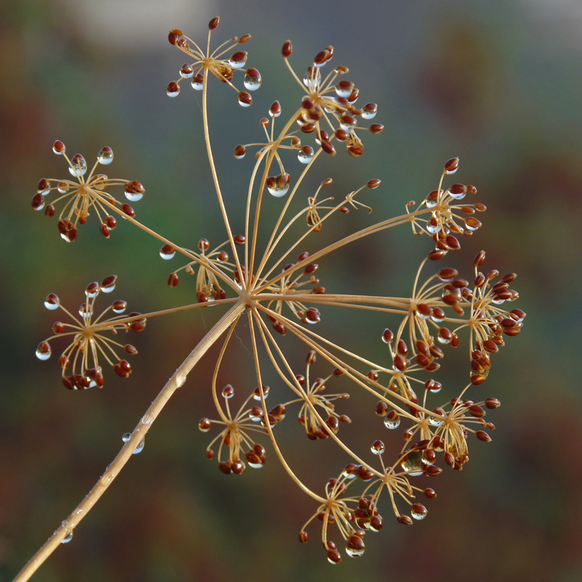 Herbstmorgen by Dietlinde Bamberger