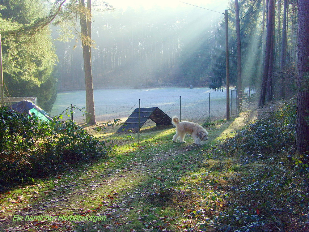 Herbstmorgen