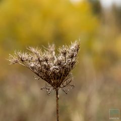 Herbstmorgen 2