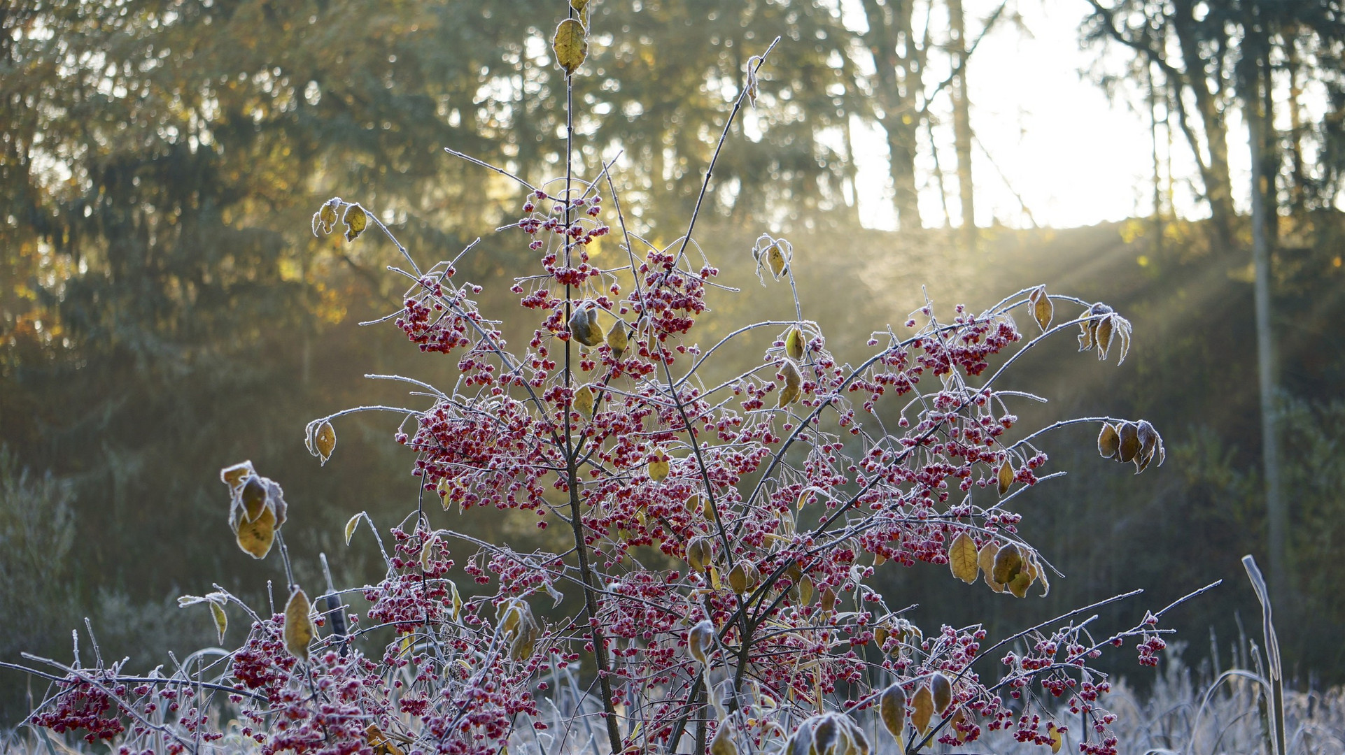 Herbstmorgen 2