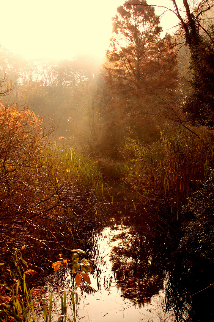 Herbstmorgen 2