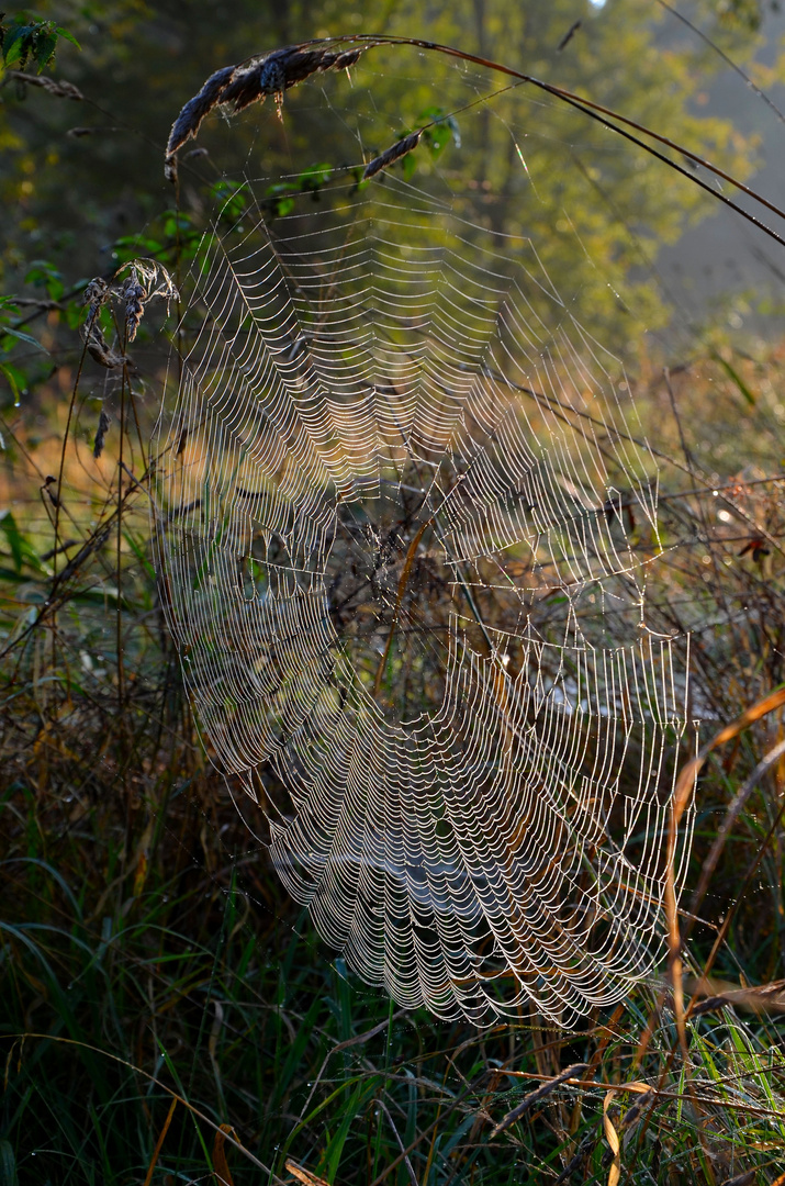 Herbstmorgen .