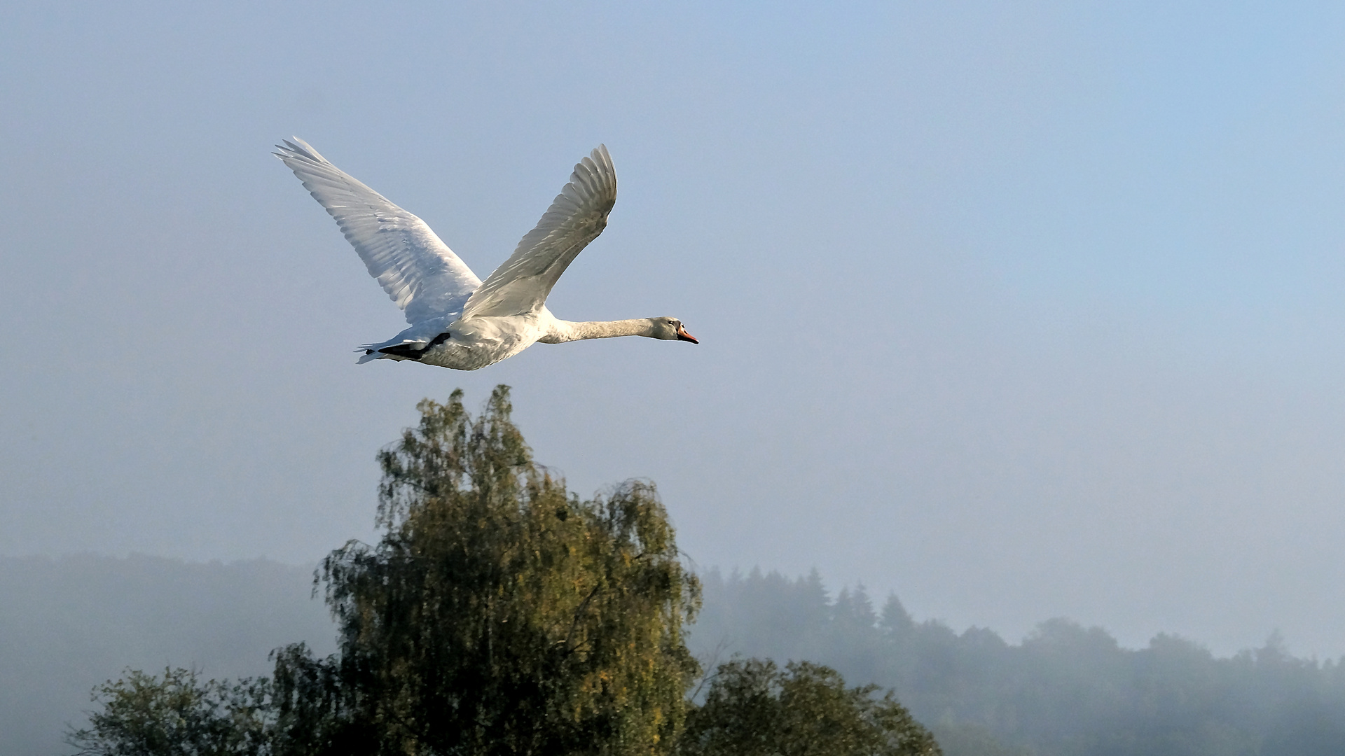 Herbstmorgen