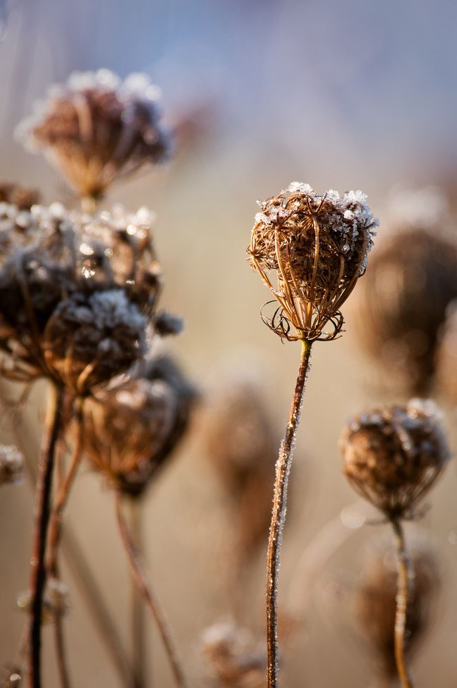 Herbstmorgen 3