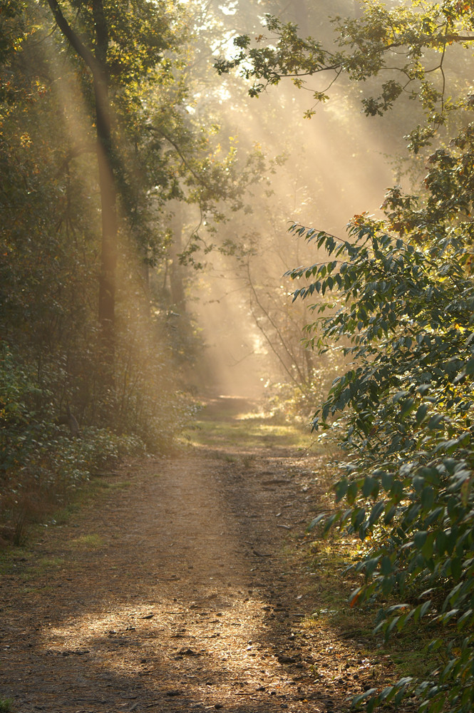 Herbstmorgen