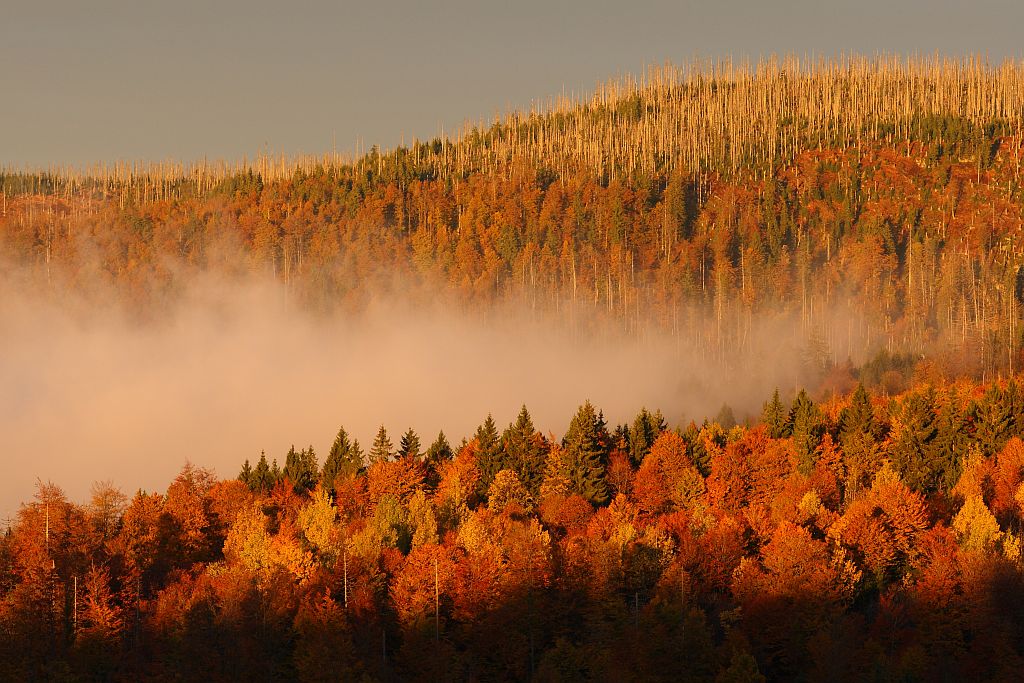 herbstmorgen