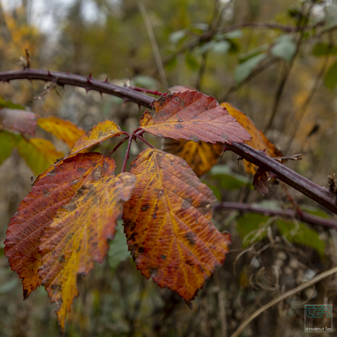 Herbstmorgen 4