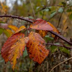 Herbstmorgen 4