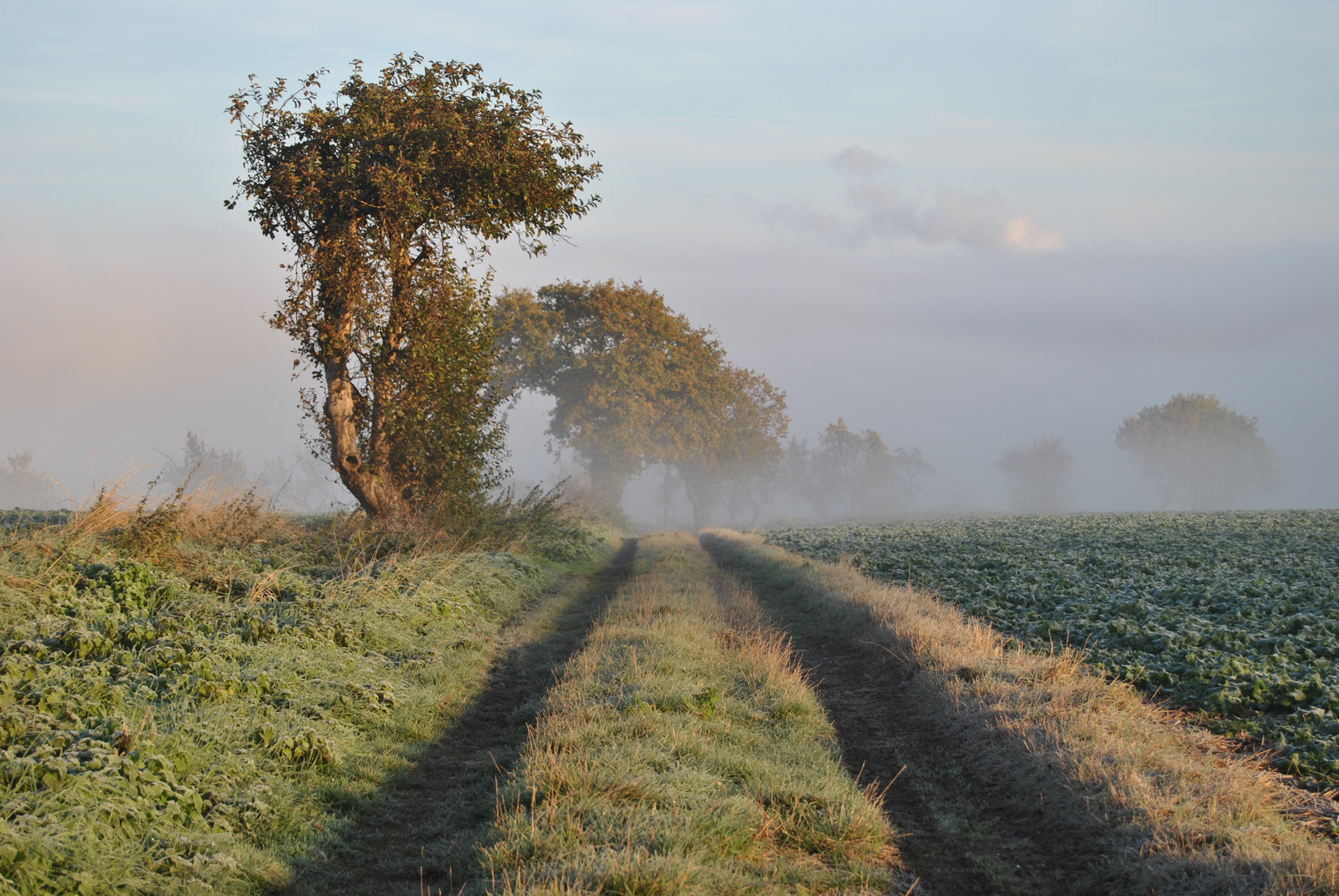 Herbstmorgen