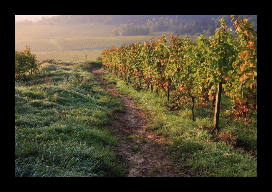 Herbstmorgen