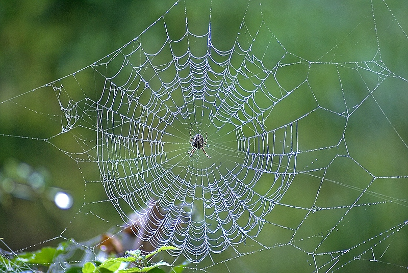 Herbstmorgen