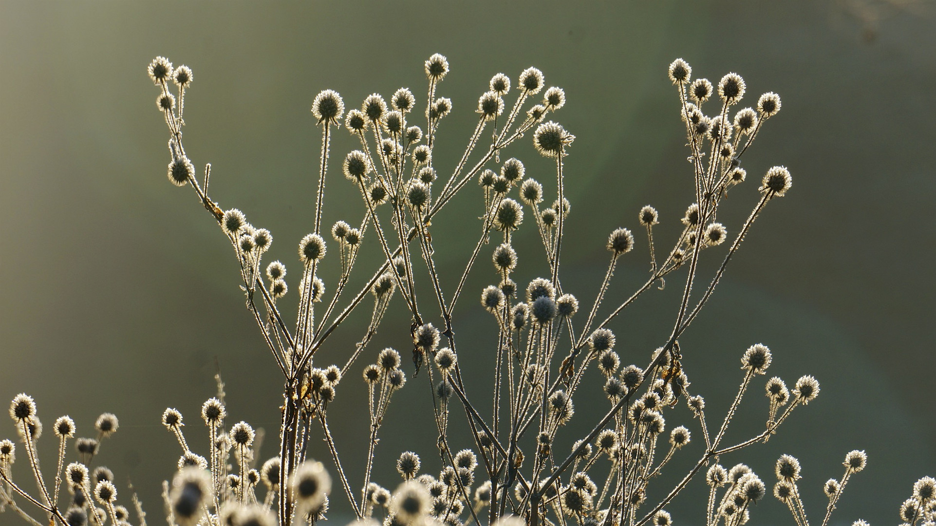 Herbstmorgen 5