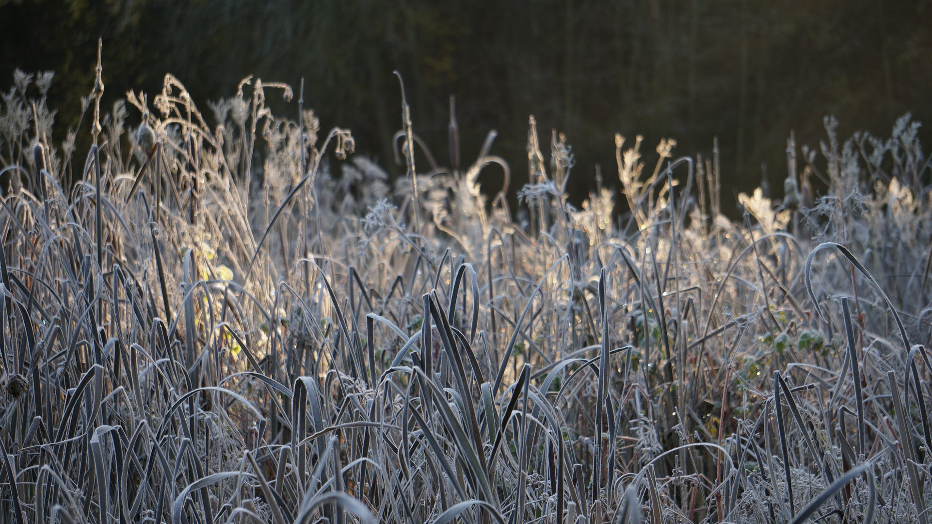 Herbstmorgen