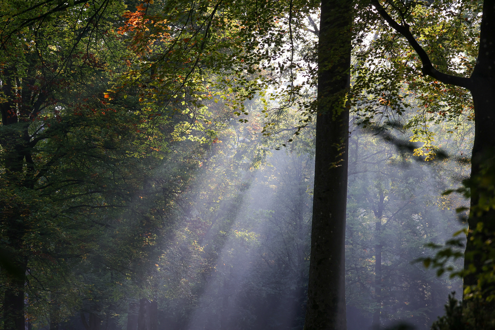 Herbstmorgen