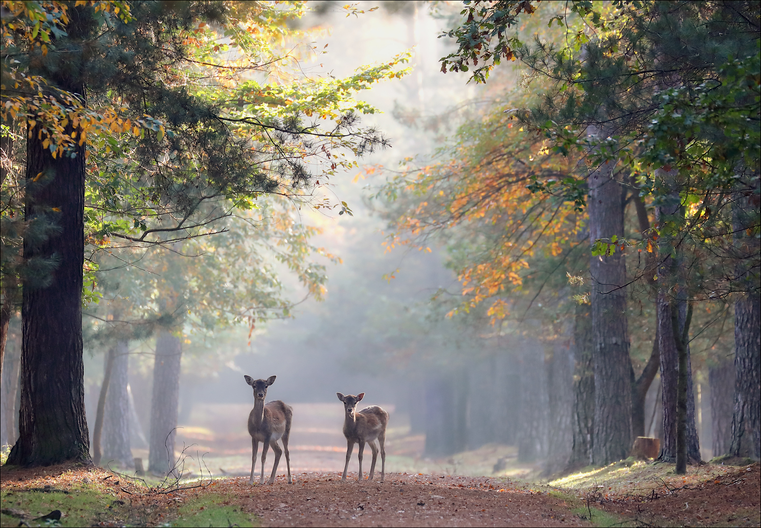 Herbstmorgen