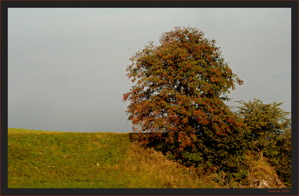 Herbstmorgen