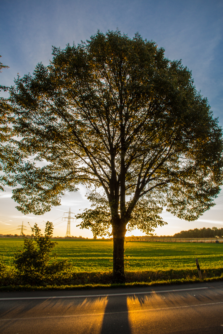 Herbstmorgen