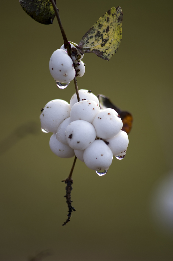 Herbstmorgen