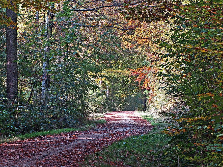 Herbstmorgen