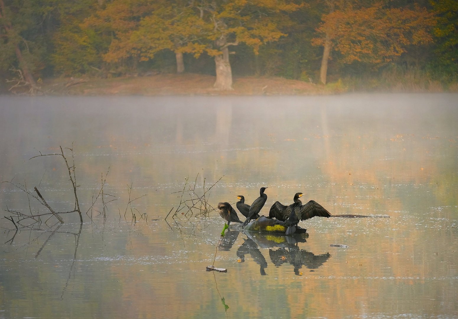 Herbstmorgen