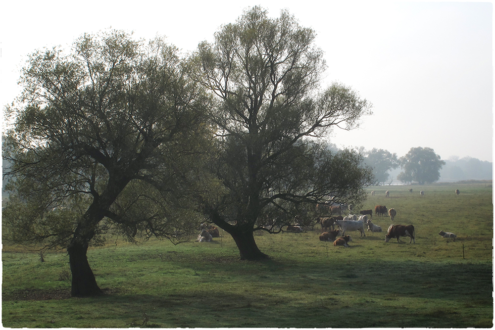 -Herbstmorgen-