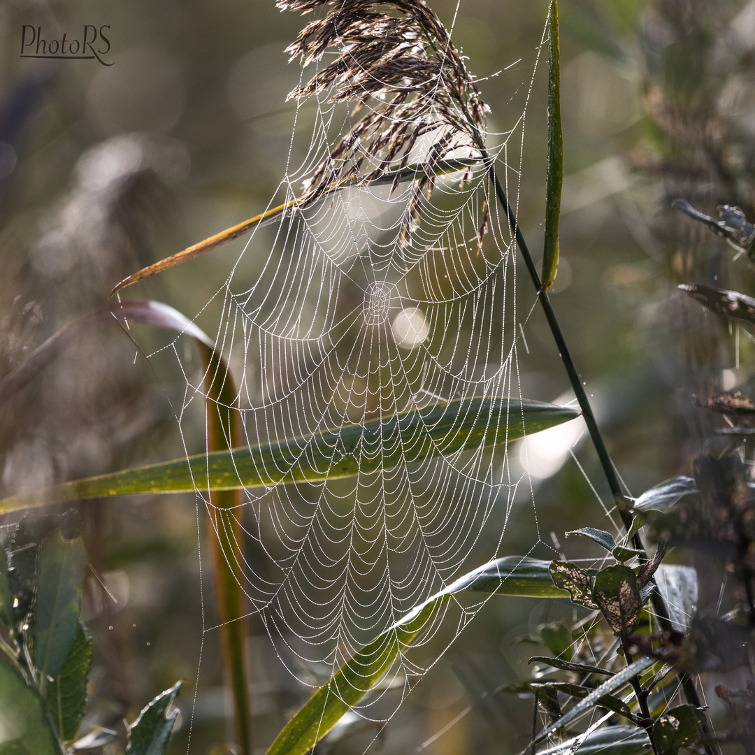 Herbstmorgen