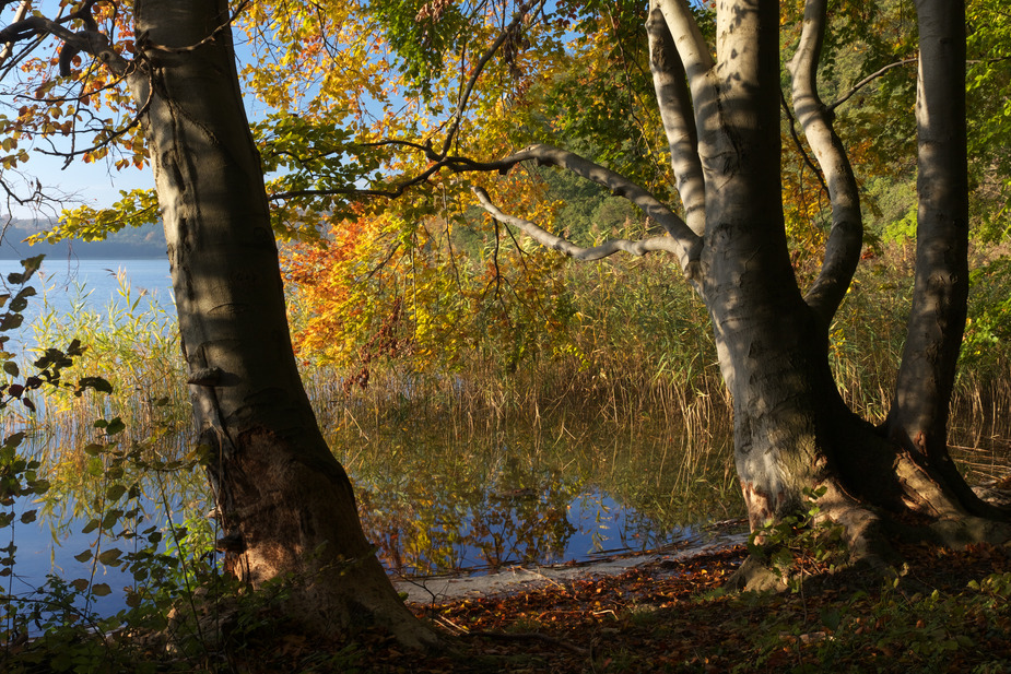 Herbstmorgen am See