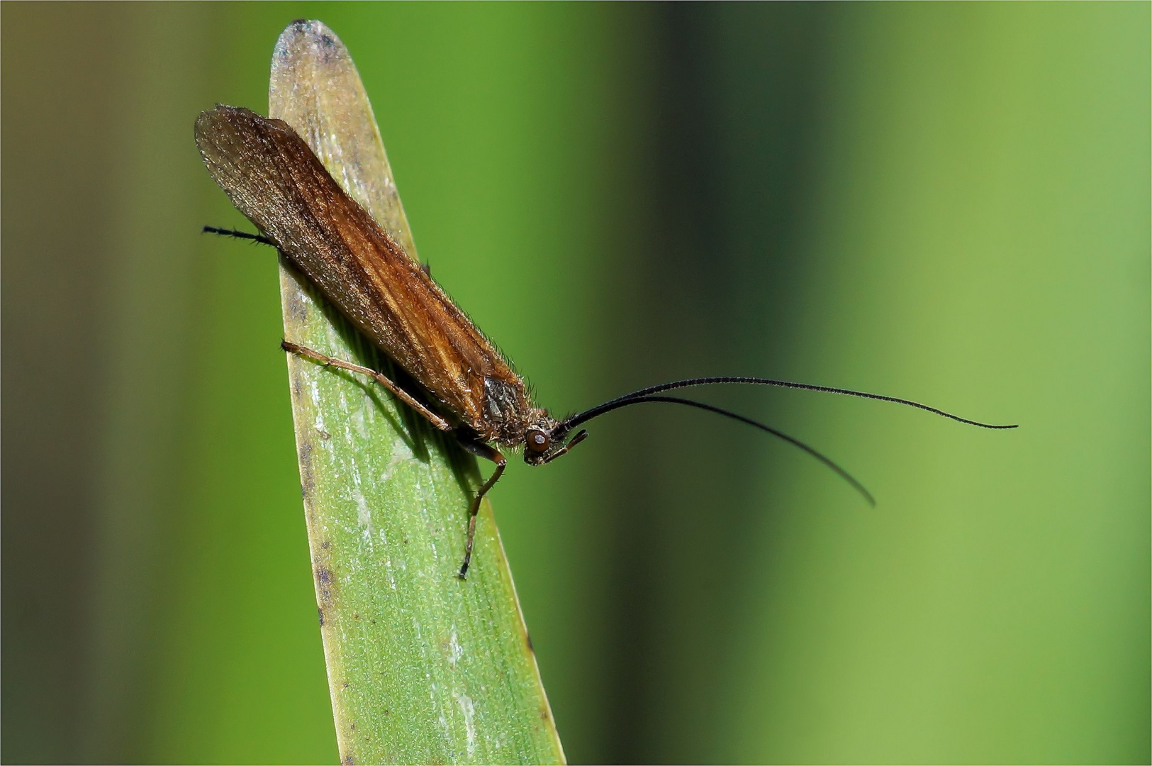 am Teich Foto & Bild tiere, wildlife, insekten Bilder