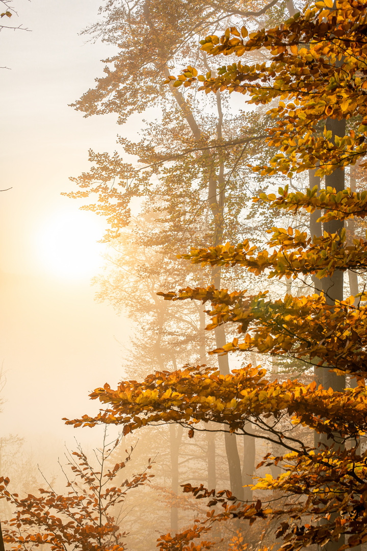 Herbstmorgen an der Isar