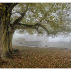 - Herbstmorgen auf der Hohenburg -