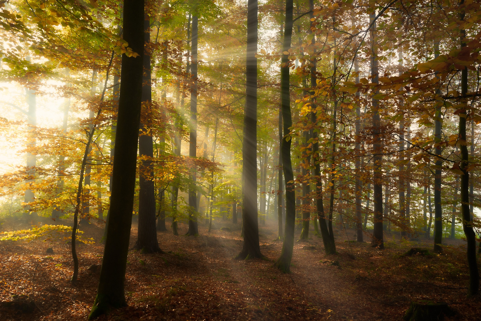 Herbstmorgen - autumn morning