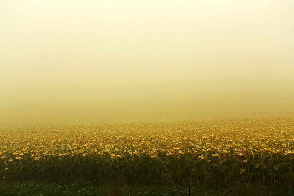 Herbstmorgen