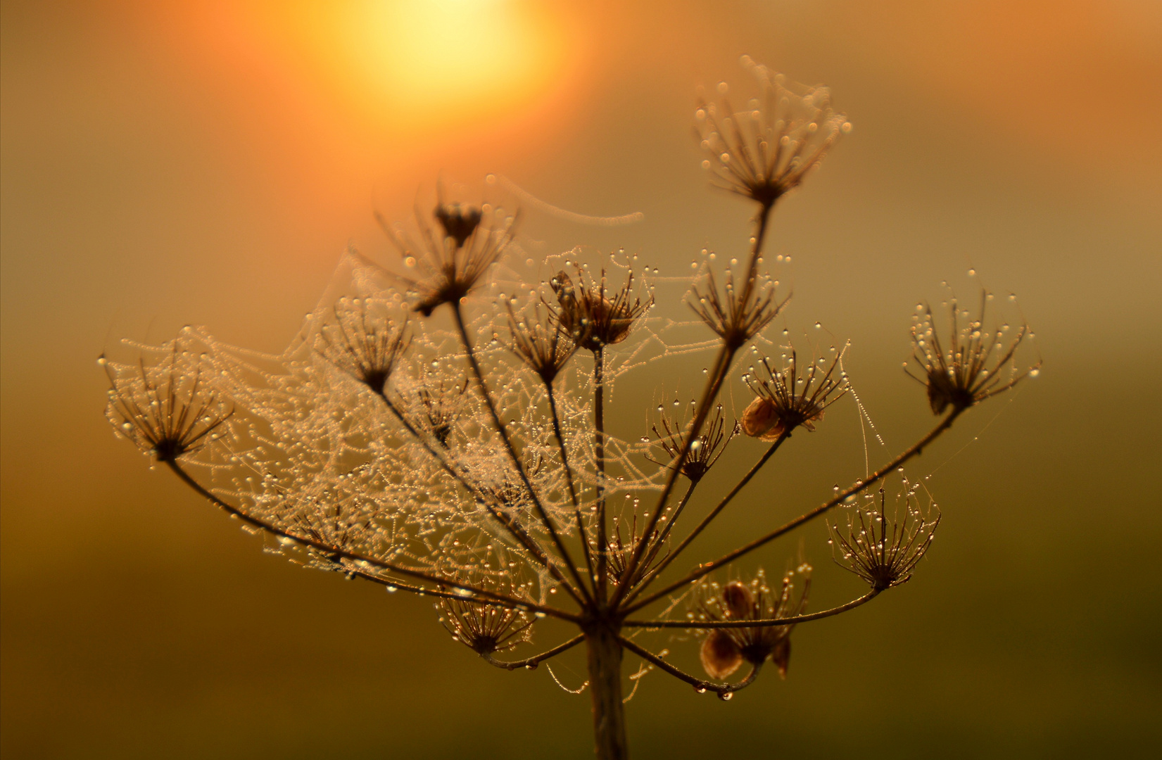 Herbstmorgen