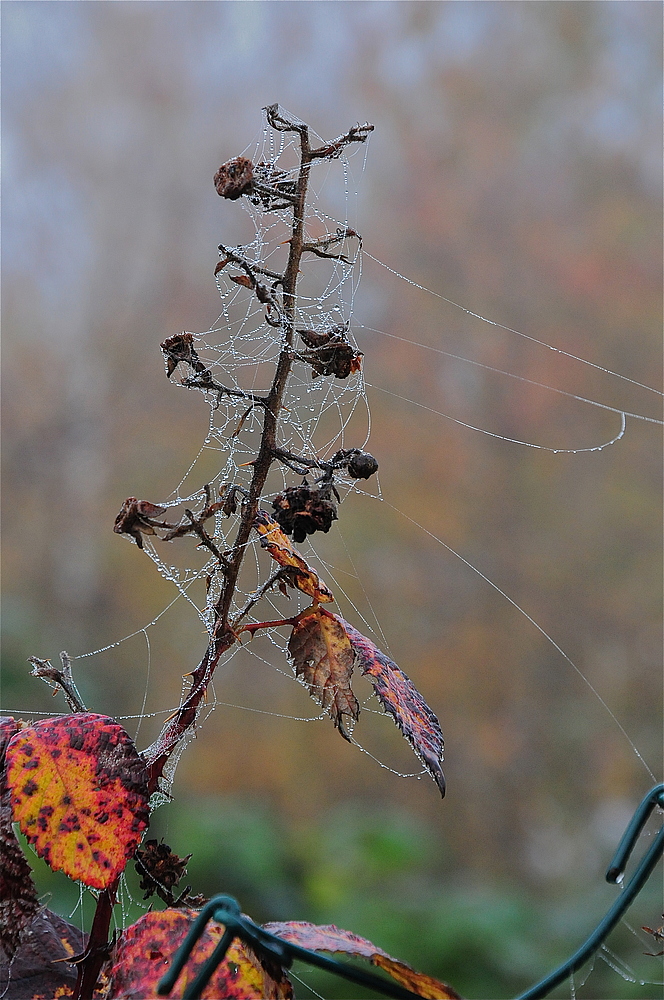 Herbstmorgen