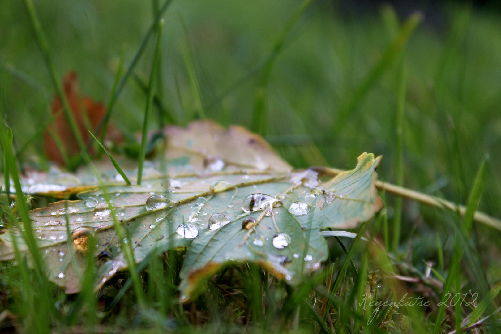 Herbstmorgen