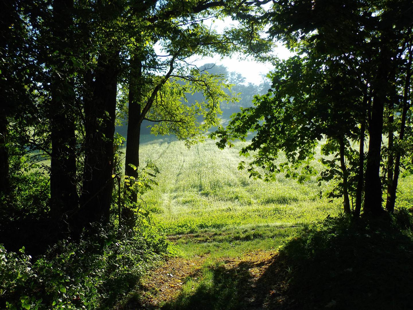 Herbstmorgen, die Dritte