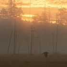 Herbstmorgen