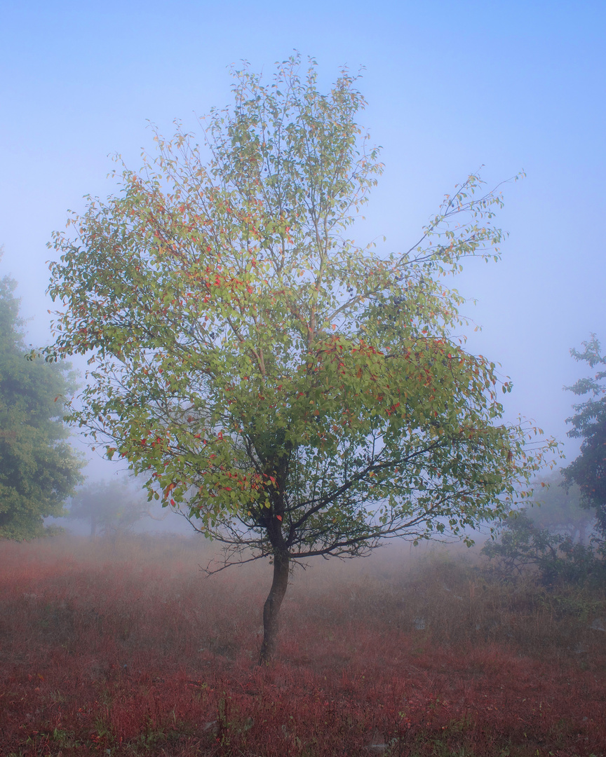 Herbstmorgen