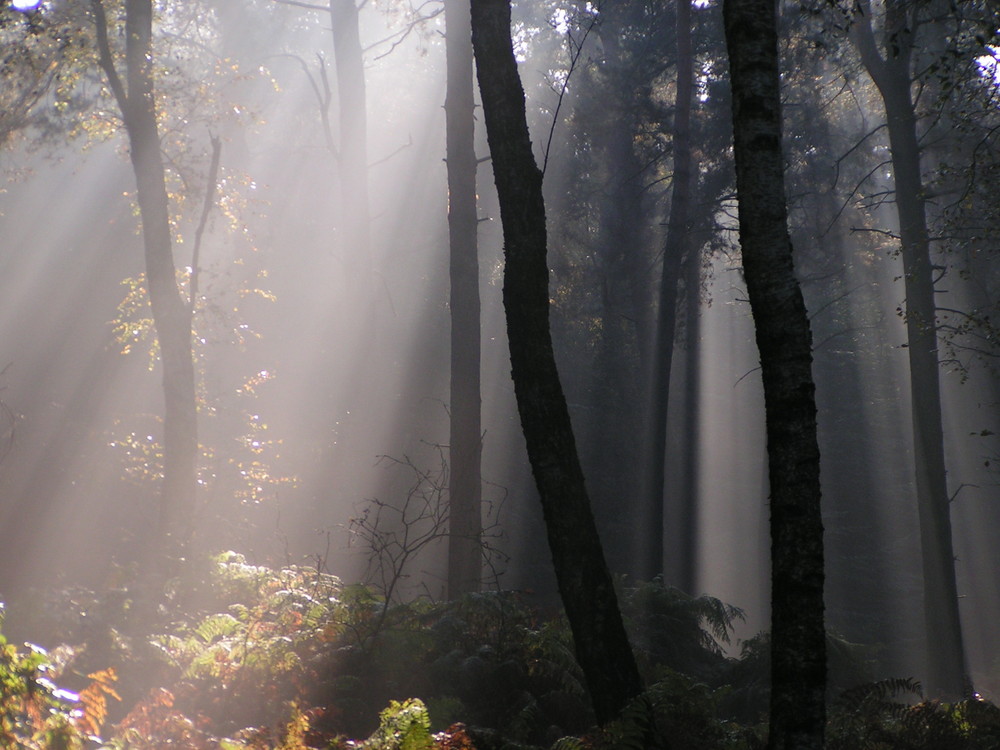 Herbstmorgen