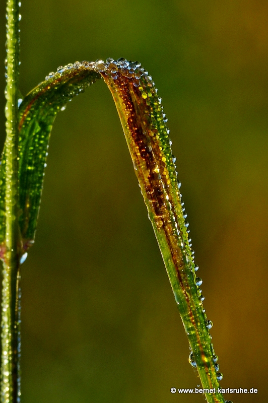 Herbstmorgen - ein Blatt mit Tau