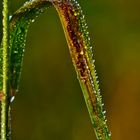 Herbstmorgen - ein Blatt mit Tau