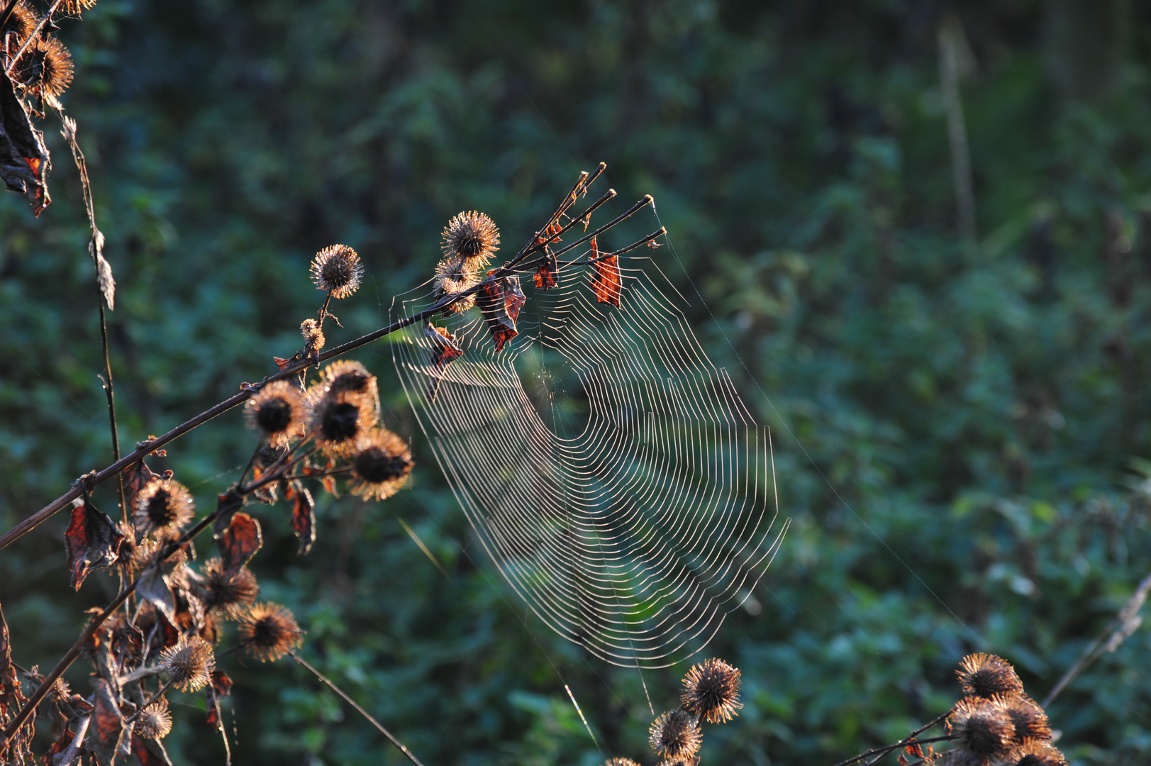 Herbstmorgen