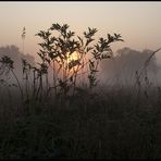 Herbstmorgen