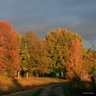 Herbstmorgen - Herbst 3