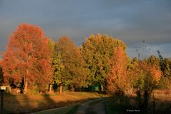 Herbstmorgen - Herbst 3